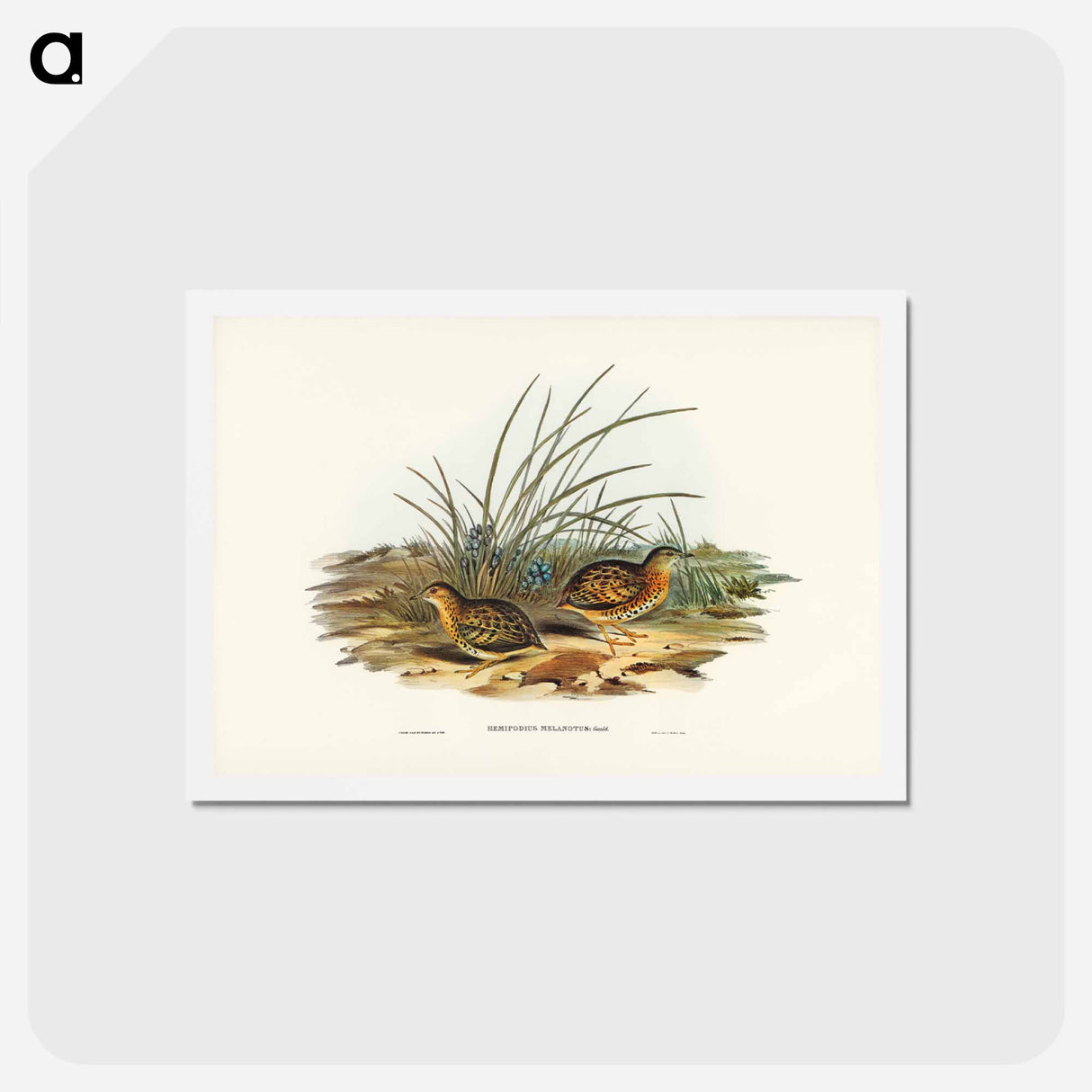 アートポストカード-Black-backed Hemipode
- ジョン グールド Postcard.