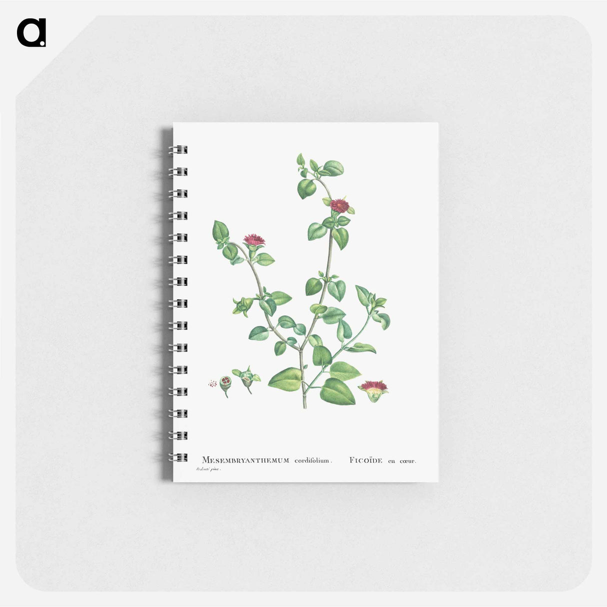 Mesembryanthemum Cordifolium (Baby Sun Rose) - ピエール ジョゼフ ルドゥーテ Memo.