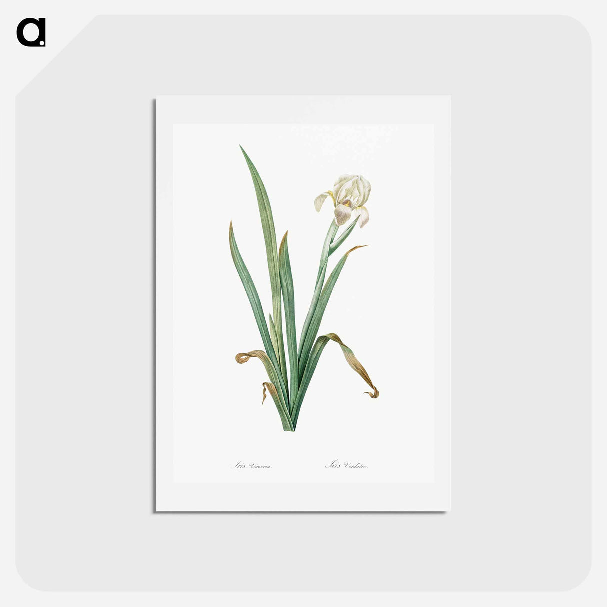 アートポストカード-Crimean iris illustration - ピエール ジョゼフ ルドゥーテ Postcard.