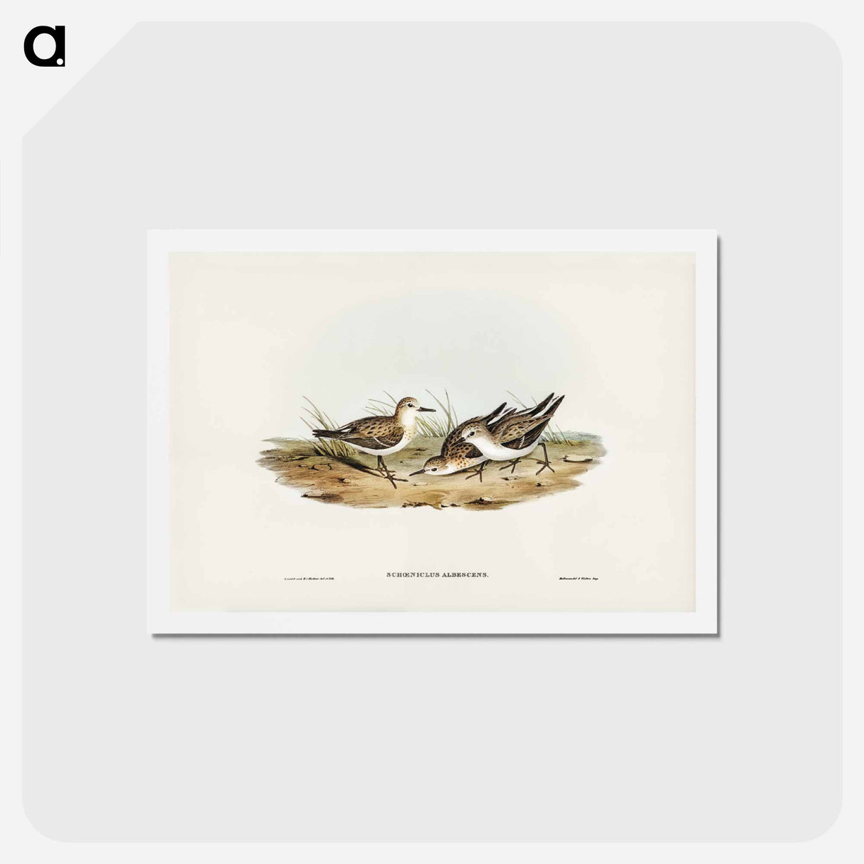 アートポストカード-Little Sandpiper
- ジョン グールド Postcard.