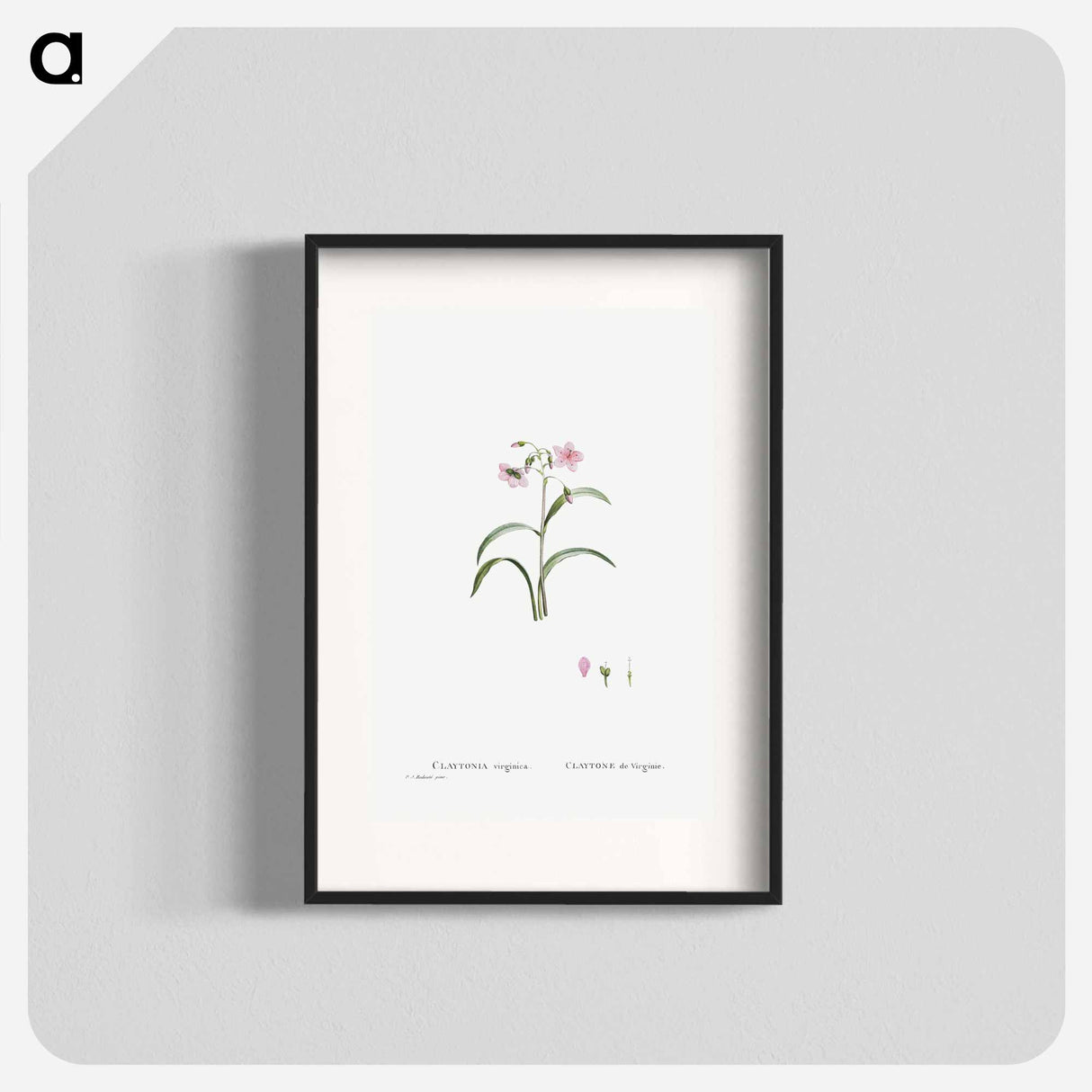 Claytonia Virginica (Virginia Spring Beauty) - ピエール ジョゼフ ルドゥーテ Poster.