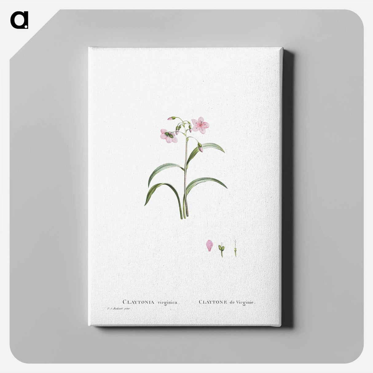 Claytonia Virginica (Virginia Spring Beauty) - ピエール ジョゼフ ルドゥーテ Canvas.