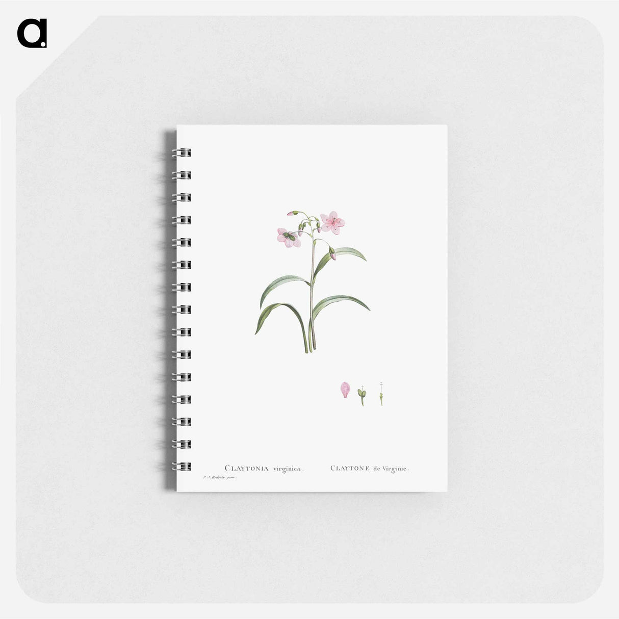 Claytonia Virginica (Virginia Spring Beauty) - ピエール ジョゼフ ルドゥーテ Memo.