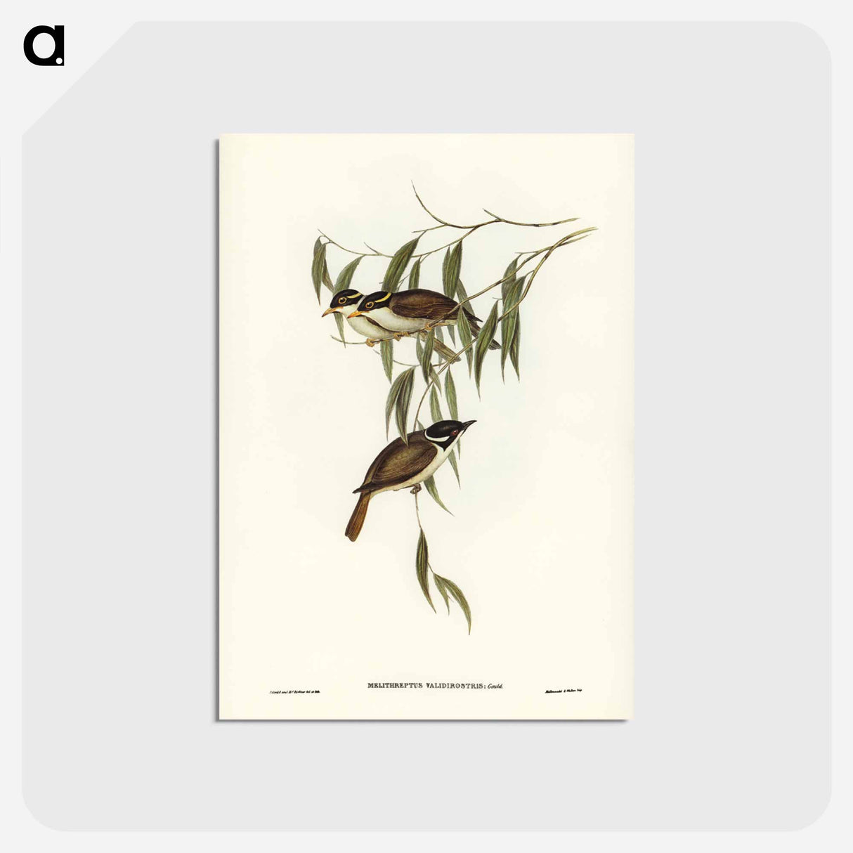 アートポストカード-Strong-billed Honey-eater
- ジョン グールド Postcard.