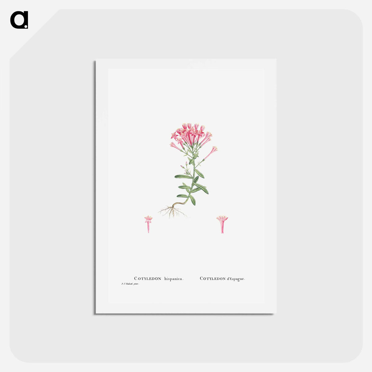 アートポストカード-Cotyledon Hispanica - ピエール ジョゼフ ルドゥーテ Postcard.