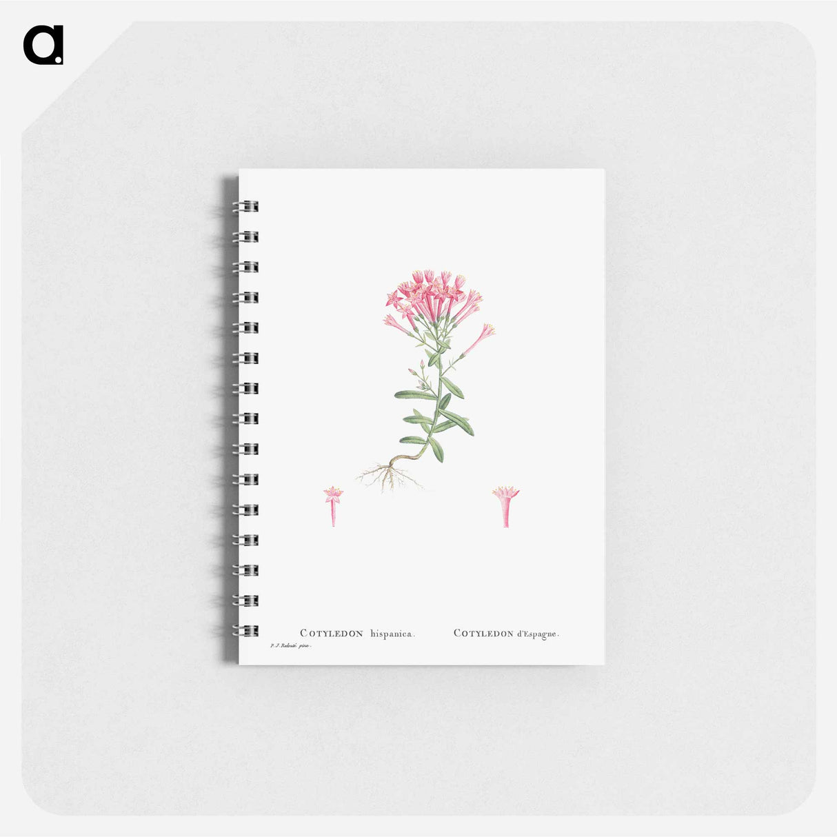 Cotyledon Hispanica - ピエール ジョゼフ ルドゥーテ Memo.