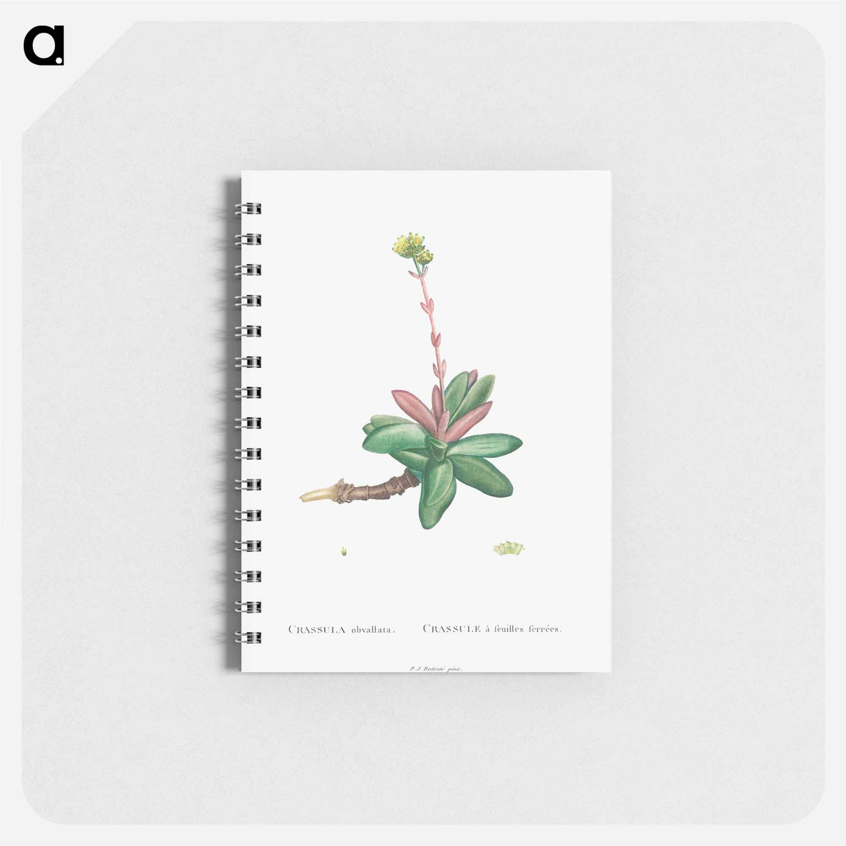 アートメモ帳-Crassula Obvallata - ピエール ジョゼフ ルドゥーテ Memo.