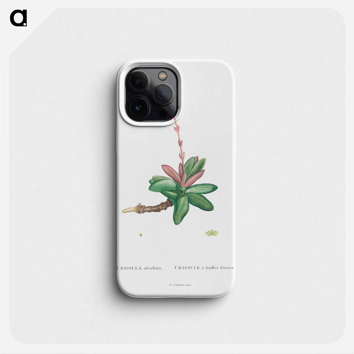 Crassula Obvallata - ピエール ジョゼフ ルドゥーテ Phone Case.