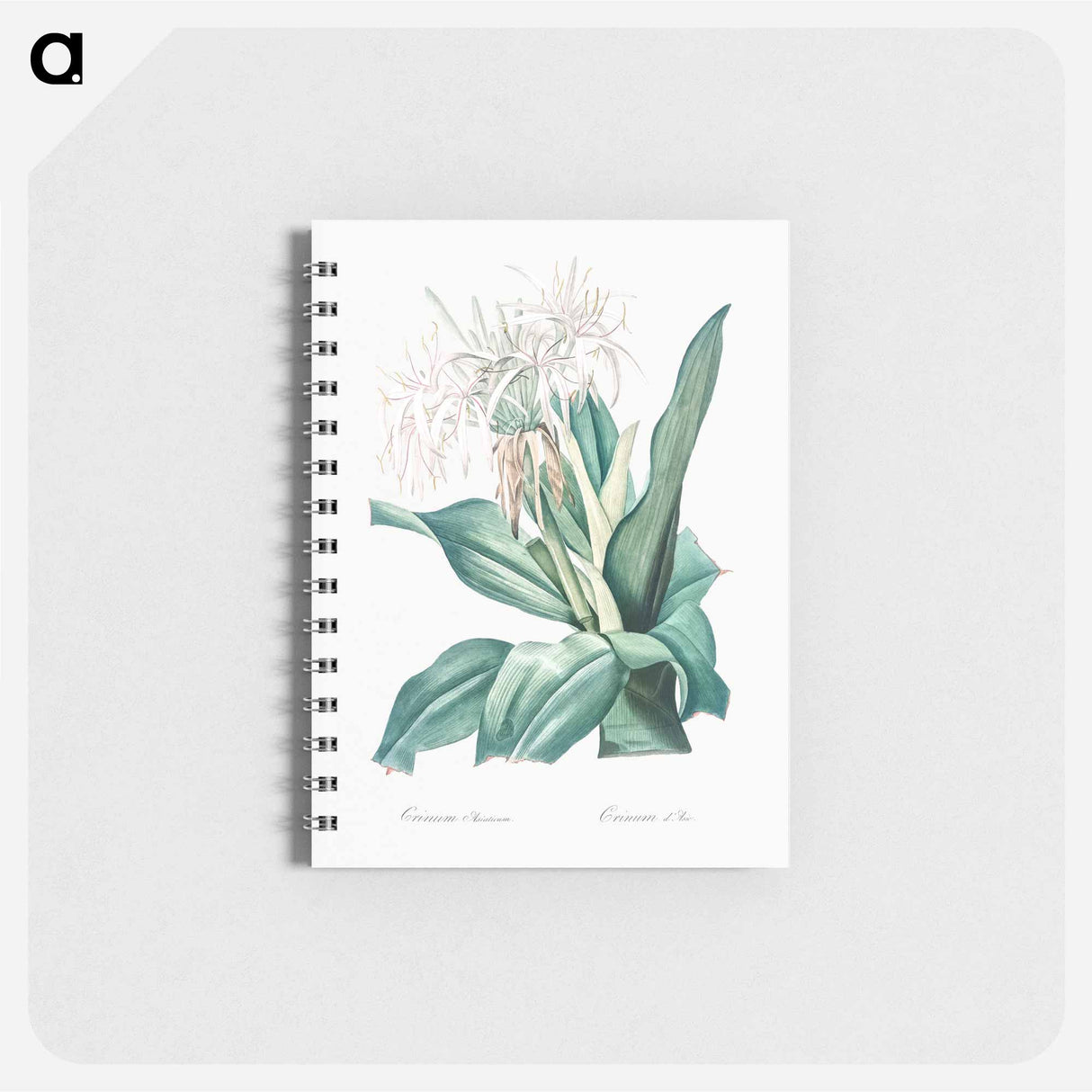 Poison bulb illustration - ピエール ジョゼフ ルドゥーテ Memo.