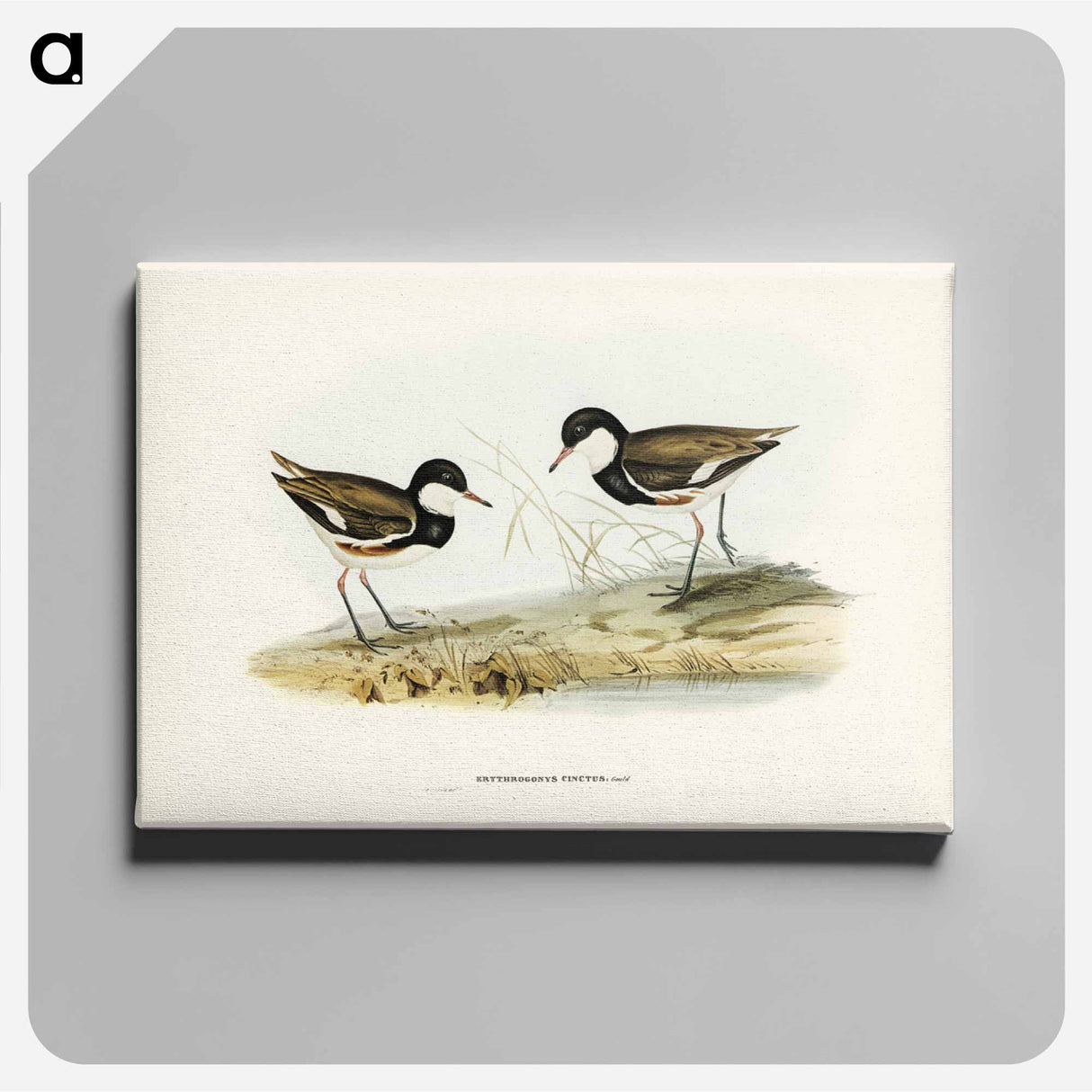 アートパネル-Banded Red Knee
- ジョン グールド Canvas.