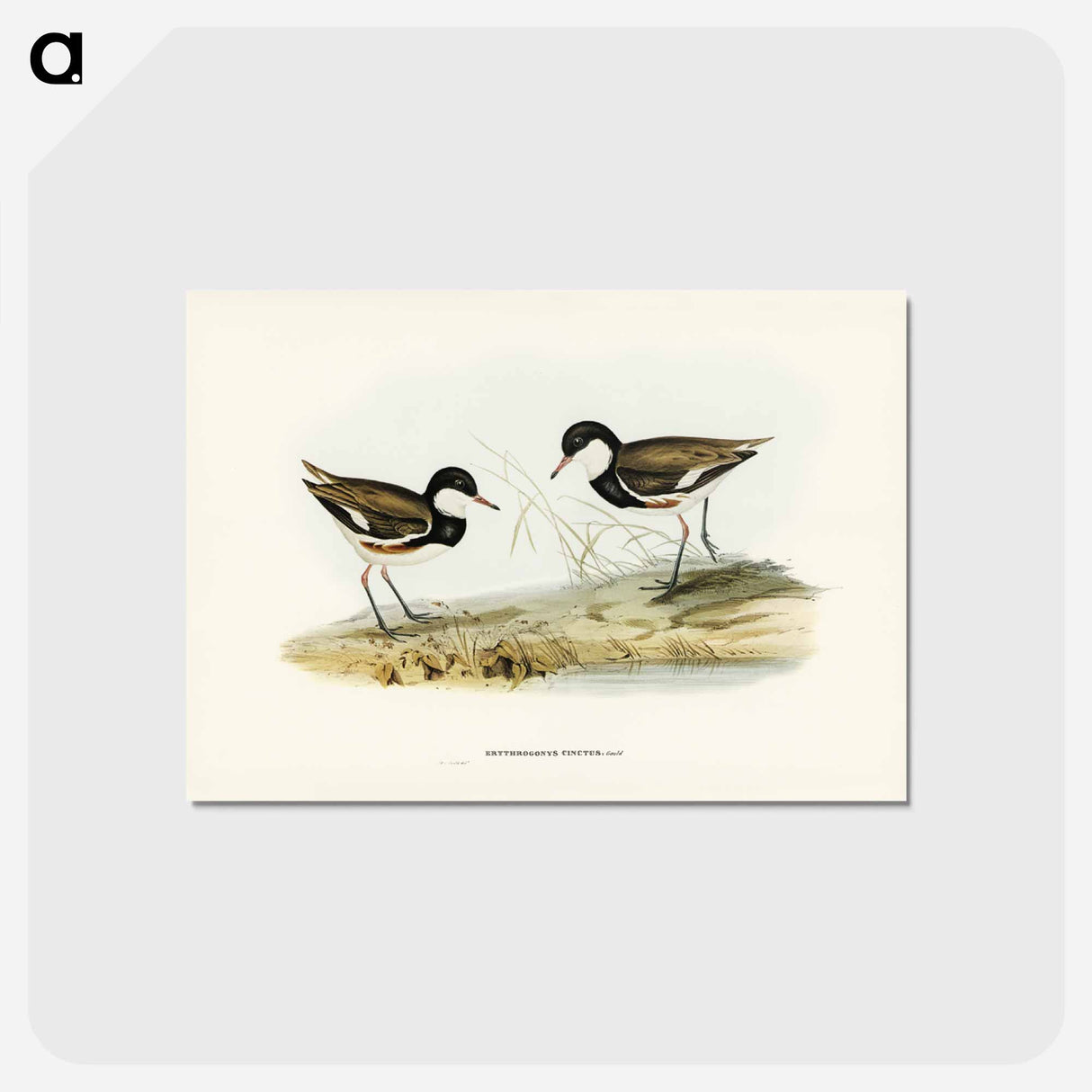 アートポストカード-Banded Red Knee
- ジョン グールド Postcard.