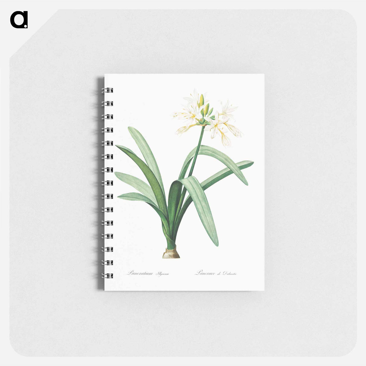 Pancratium illyricum - ピエール ジョゼフ ルドゥーテ Memo.