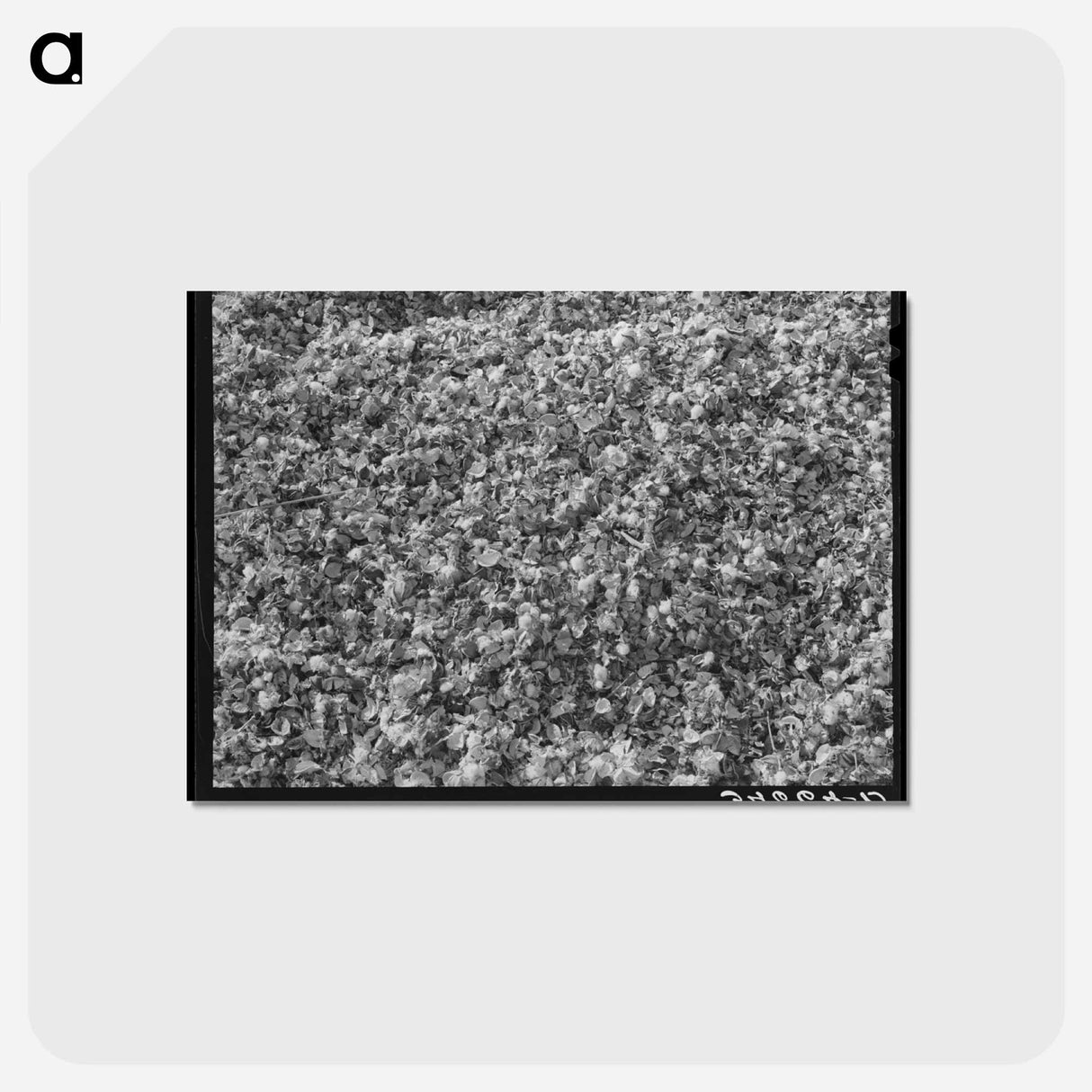 アートポストカード-Cotton Gin Waste
- ラッセル リー Postcard.
