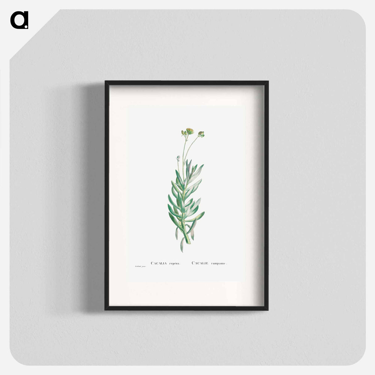 アートポスター-Cacalia Repens (Blue Chalksticks) - ピエール ジョゼフ ルドゥーテ Poster.