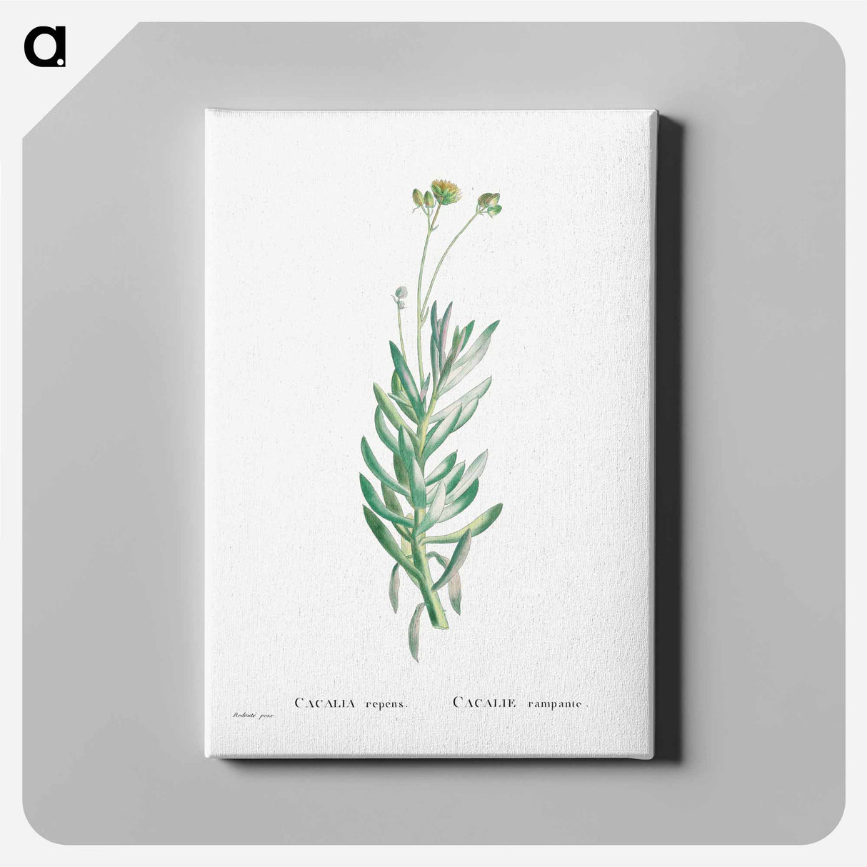 アートパネル-Cacalia Repens (Blue Chalksticks) - ピエール ジョゼフ ルドゥーテ Canvas.