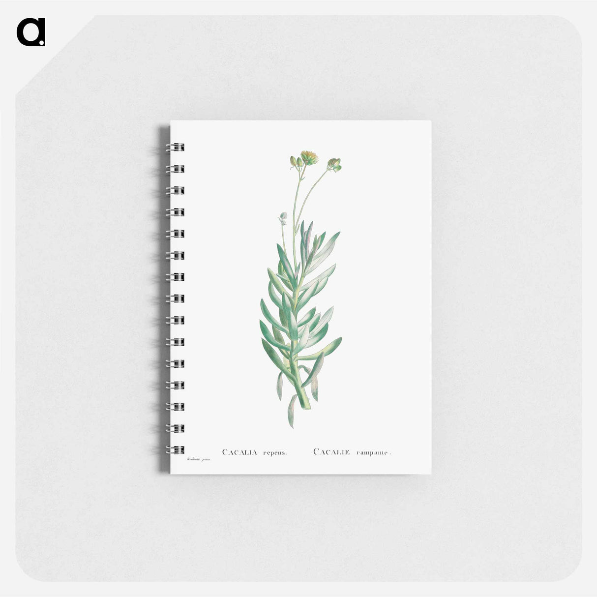 アートメモ帳-Cacalia Repens (Blue Chalksticks) - ピエール ジョゼフ ルドゥーテ Memo.
