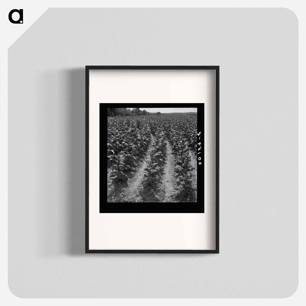 Tobacco field of sharecropper - ドロテア ラング Poster.