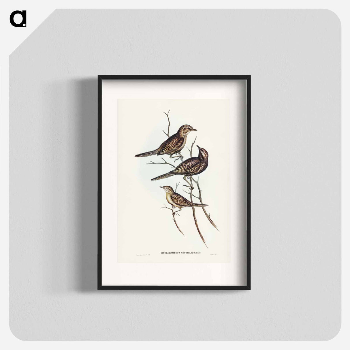 アートポスター-Black-breasted Songlark
- ジョン グールド Poster.
