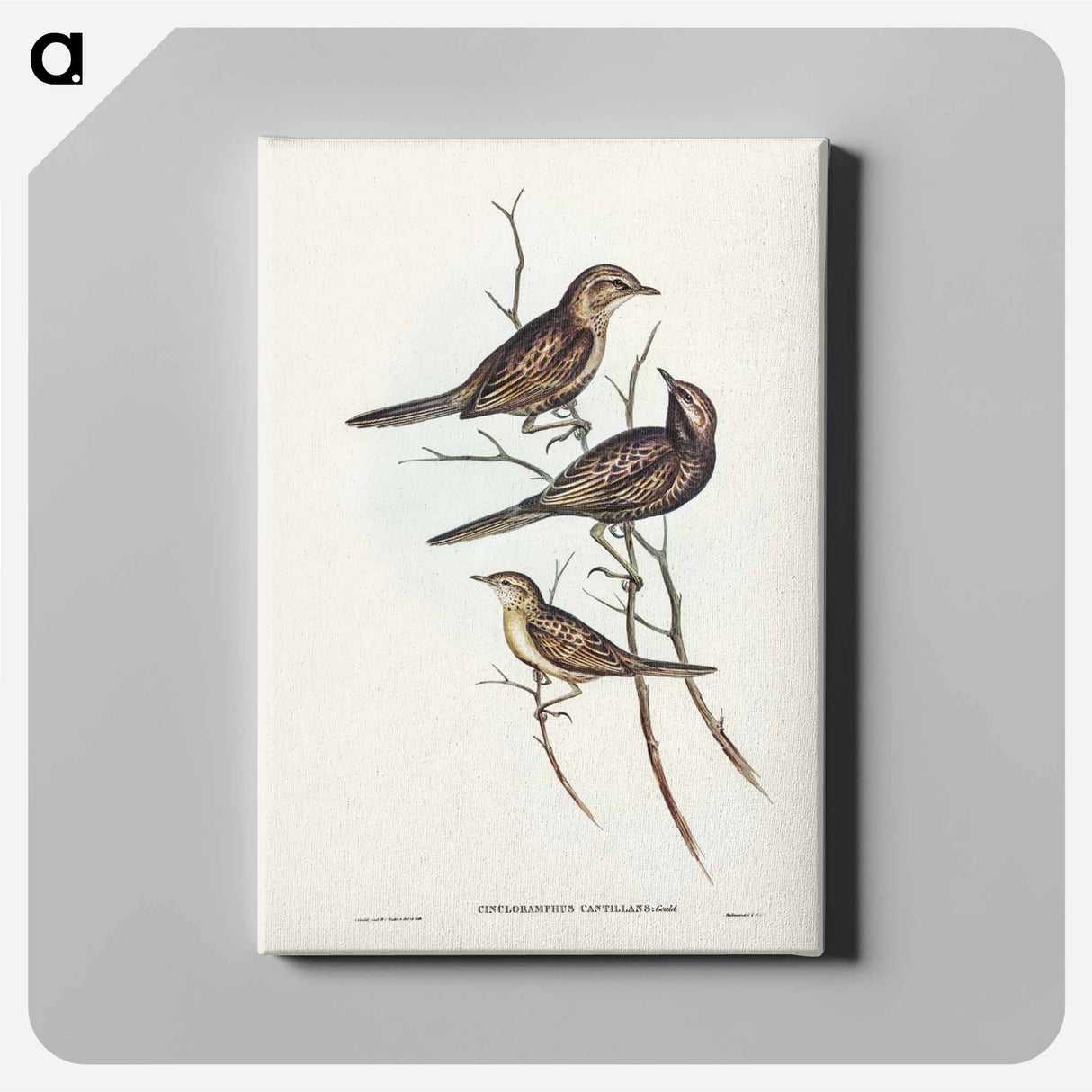 アートパネル-Black-breasted Songlark
- ジョン グールド Canvas.