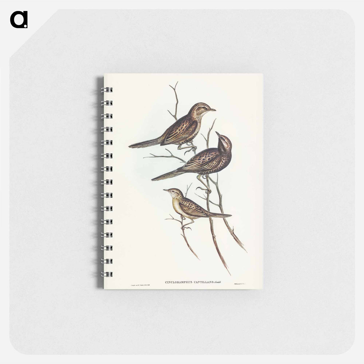 アートメモ帳-Black-breasted Songlark
- ジョン グールド Memo.