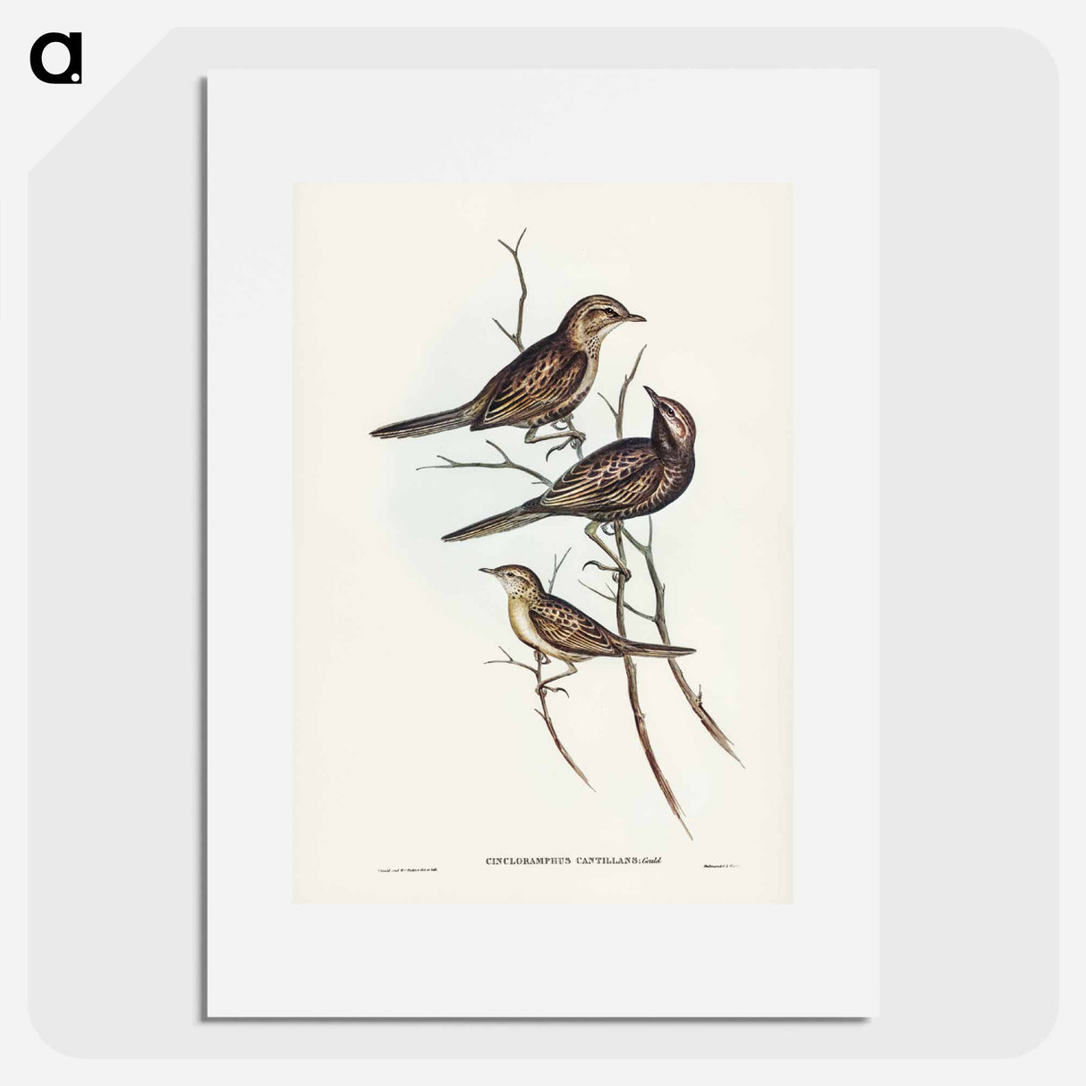 アートポスター-Black-breasted Songlark
- ジョン グールド Poster.