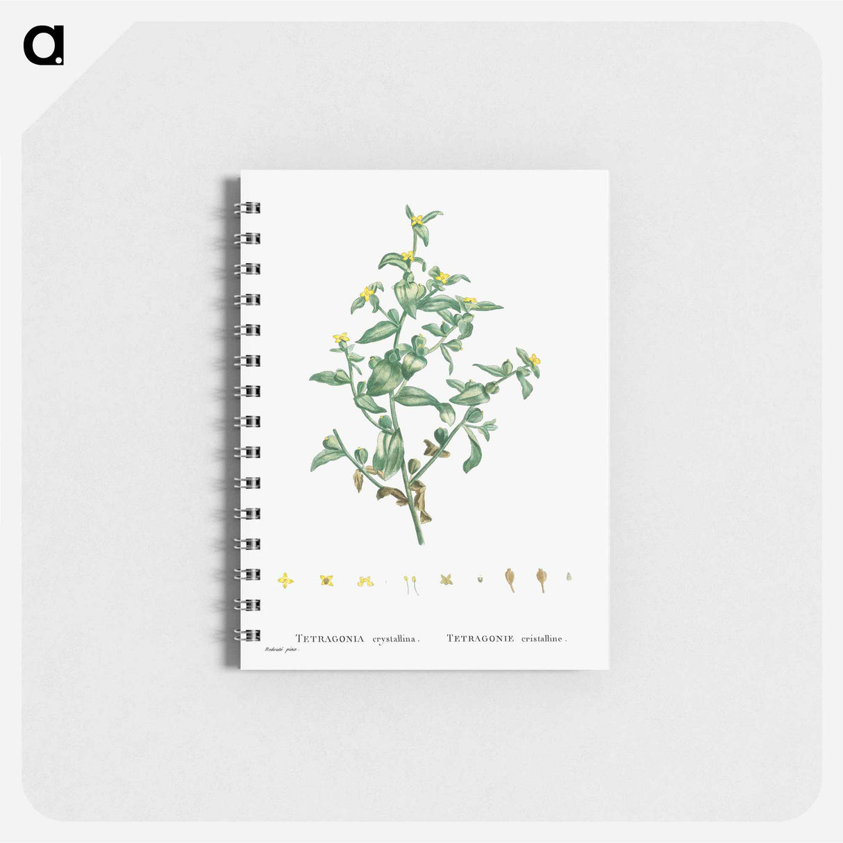 Tetragonia Crystallina (Diamond Tetragonia) - ピエール ジョゼフ ルドゥーテ Memo.