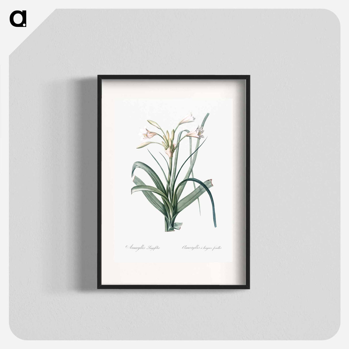 Malgas lily illustration - Pierre Joseph Redouté Poster.