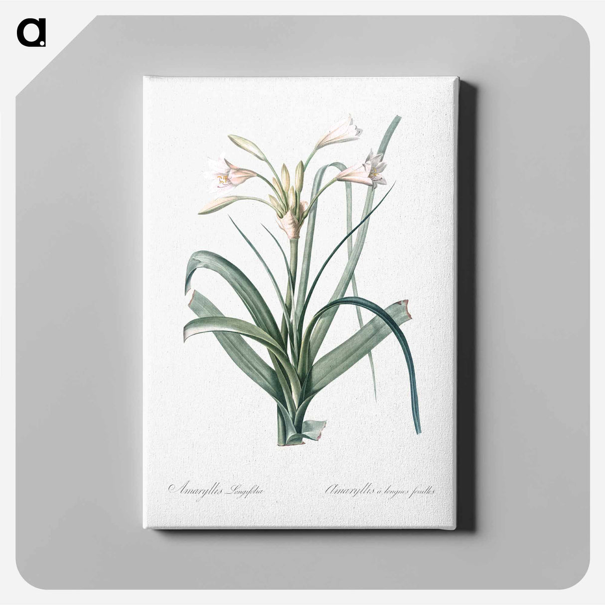 Malgas lily illustration - Pierre Joseph Redouté Canvas.