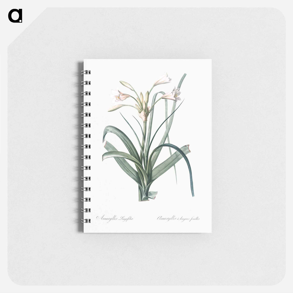 Malgas lily illustration - ピエール ジョゼフ ルドゥーテ Memo.