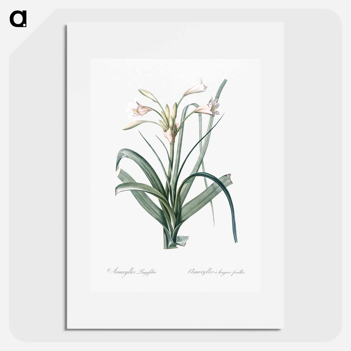 Malgas lily illustration - Pierre Joseph Redouté Poster.