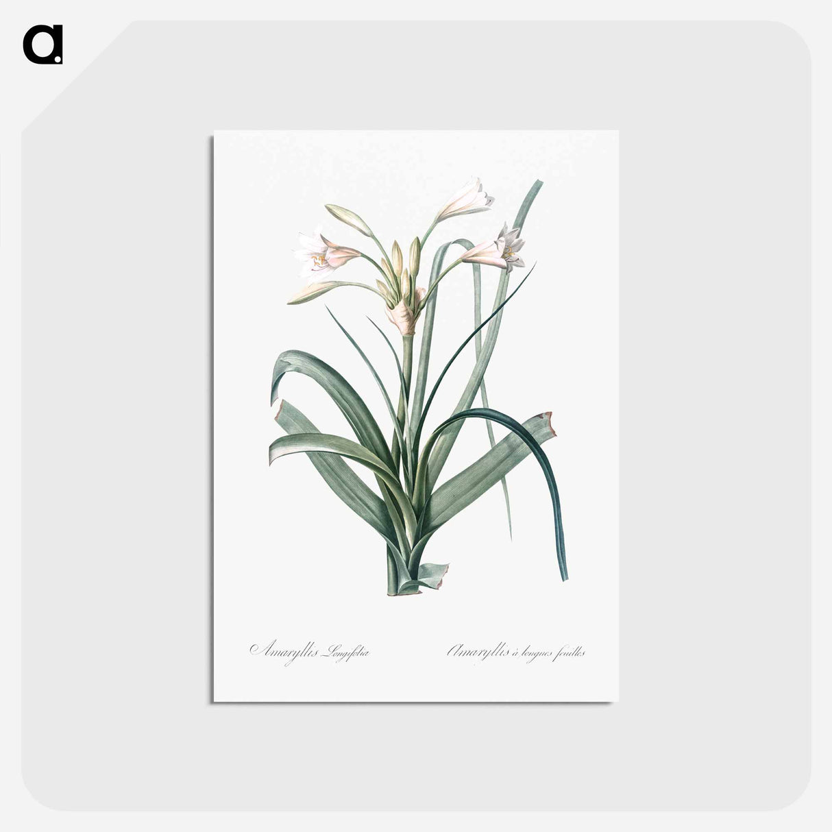 アートポストカード-Malgas lily illustration - ピエール ジョゼフ ルドゥーテ Postcard.