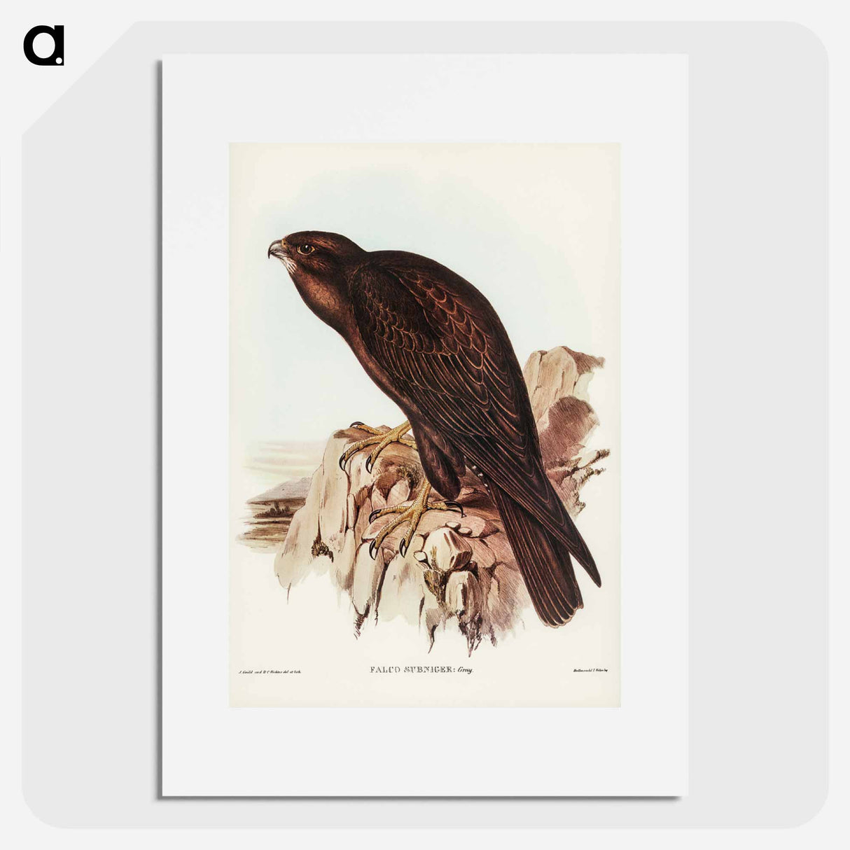 アートポスター-Black Falcon
- ジョン グールド Poster.