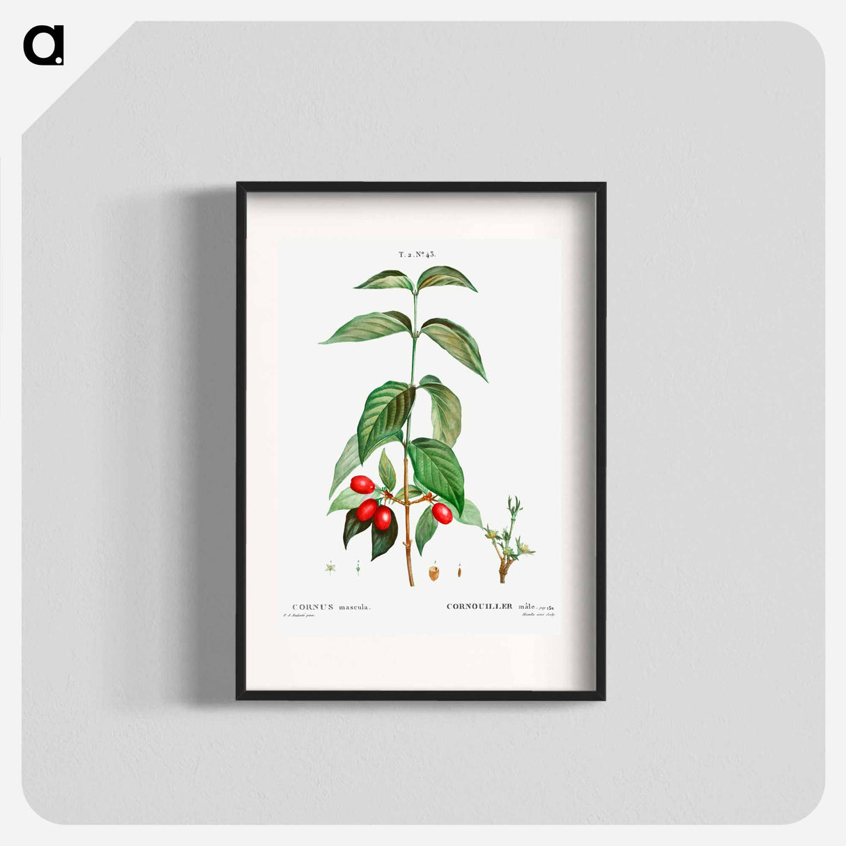 Dogwood (Cornus mas) - Pierre-Joseph Redouté Poster.