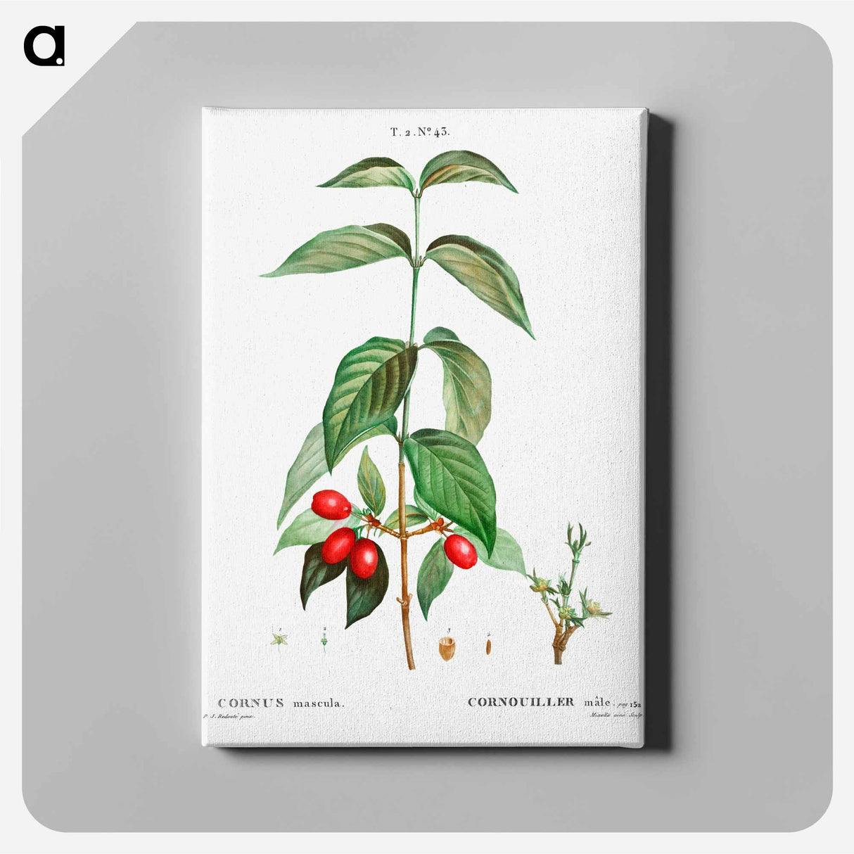 Dogwood (Cornus mas) - Pierre-Joseph Redouté Canvas.