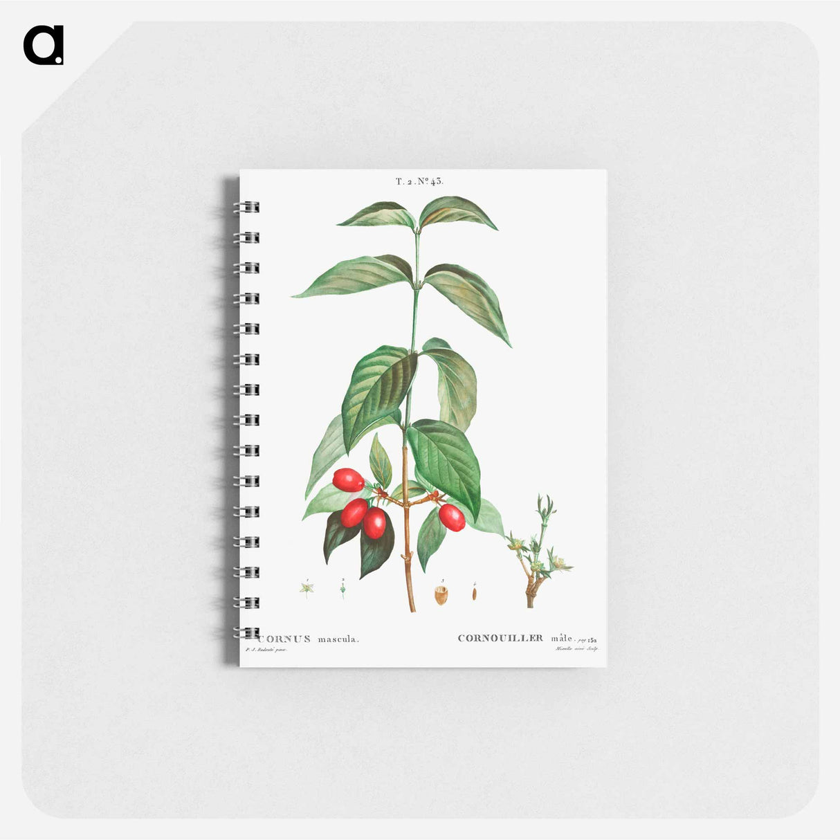 アートメモ帳-Dogwood (Cornus mas) - ピエール ジョゼフ ルドゥーテ Memo.