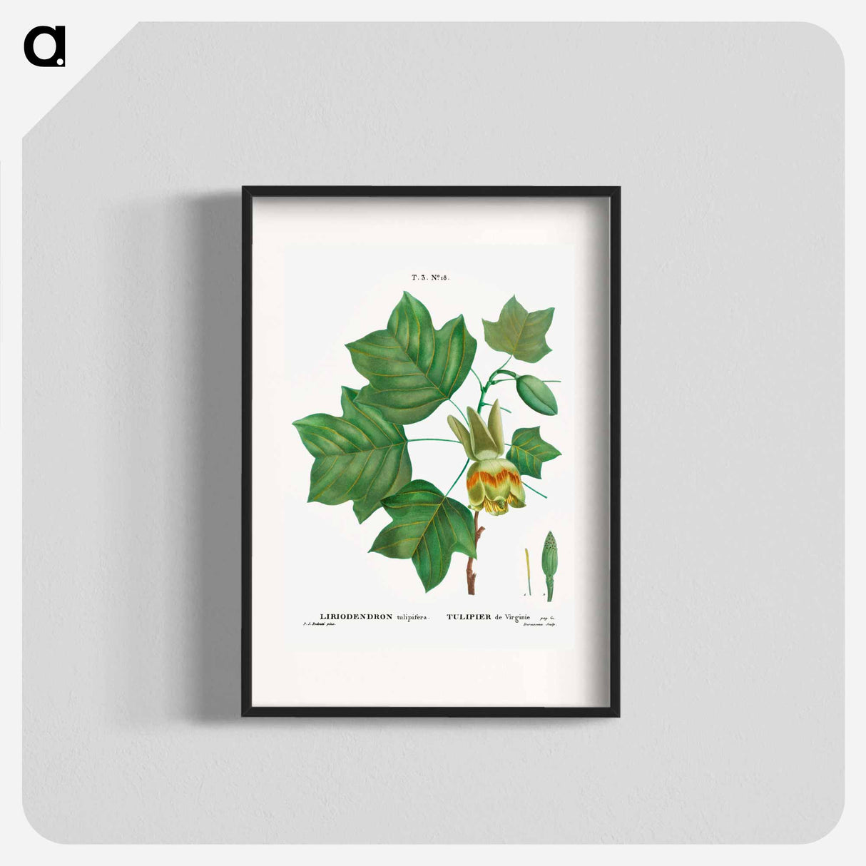 Tulip tree - Pierre Joseph Redouté Poster.
