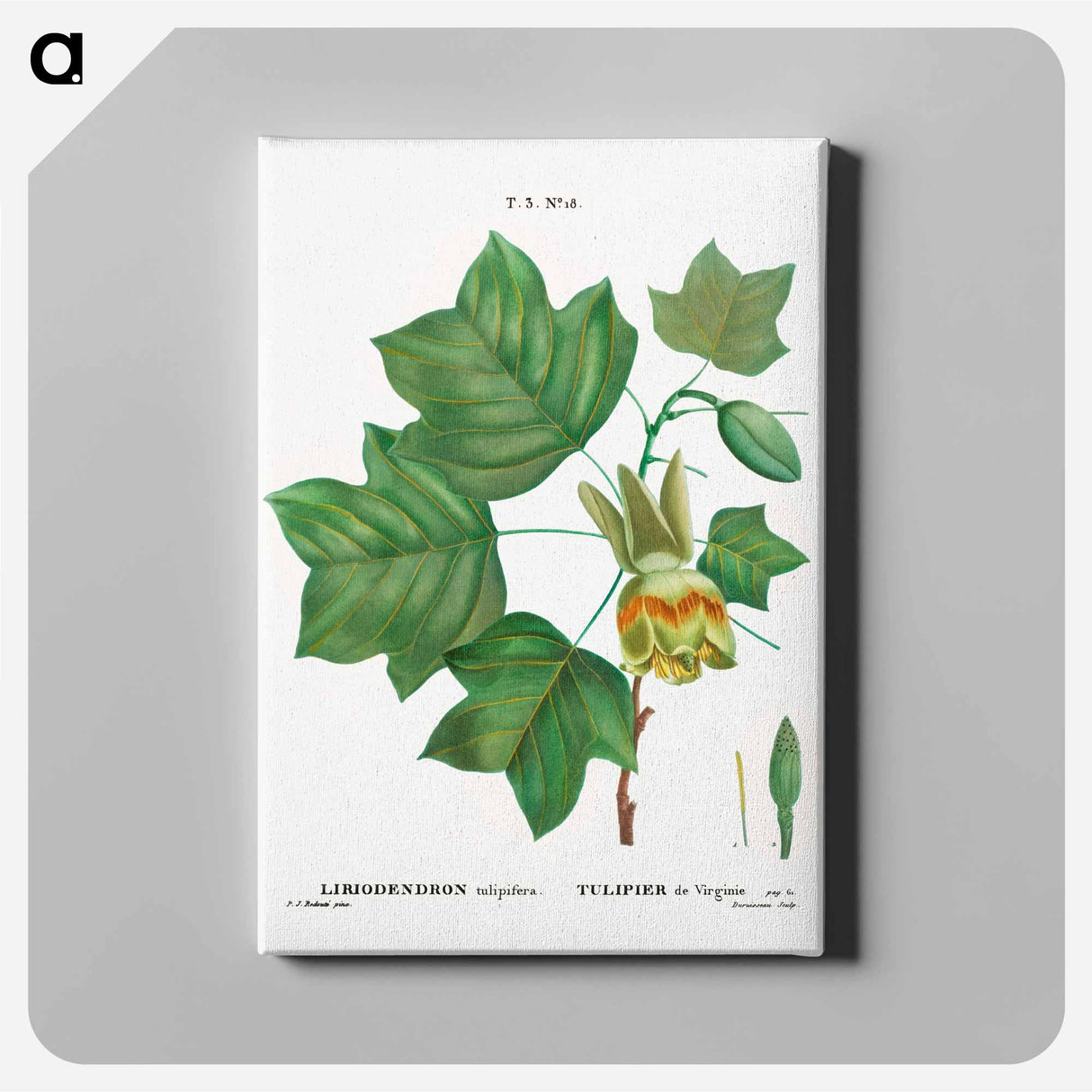 Tulip tree - ピエール ジョゼフ ルドゥーテ Canvas.