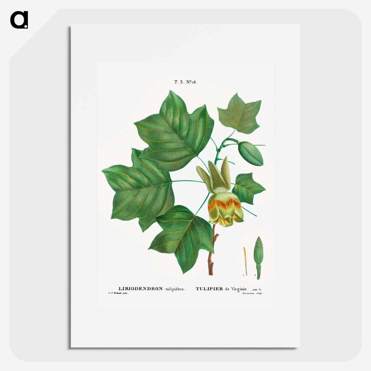 Tulip tree - Pierre Joseph Redouté Poster.