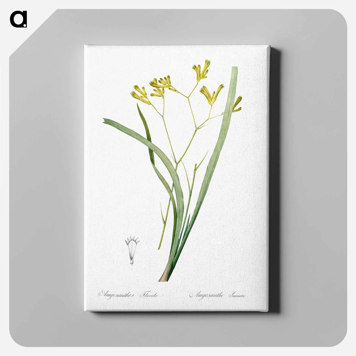 Anigozanthos flavida illustration - Pierre Joseph Redouté Canvas.