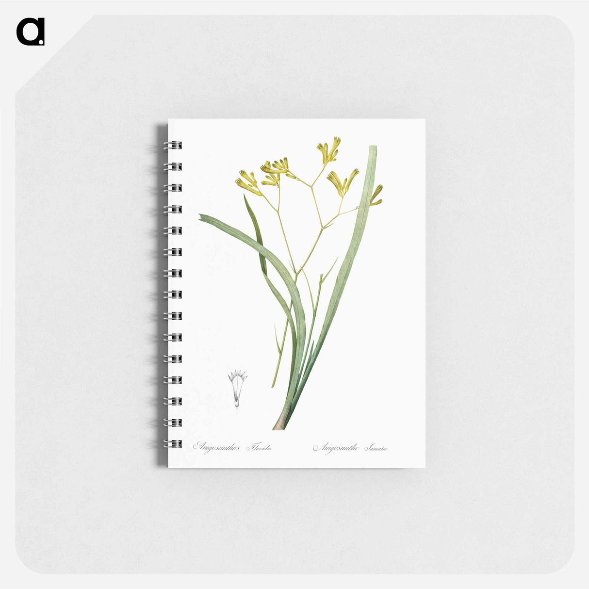 Anigozanthos flavida illustration - ピエール ジョゼフ ルドゥーテ Memo.