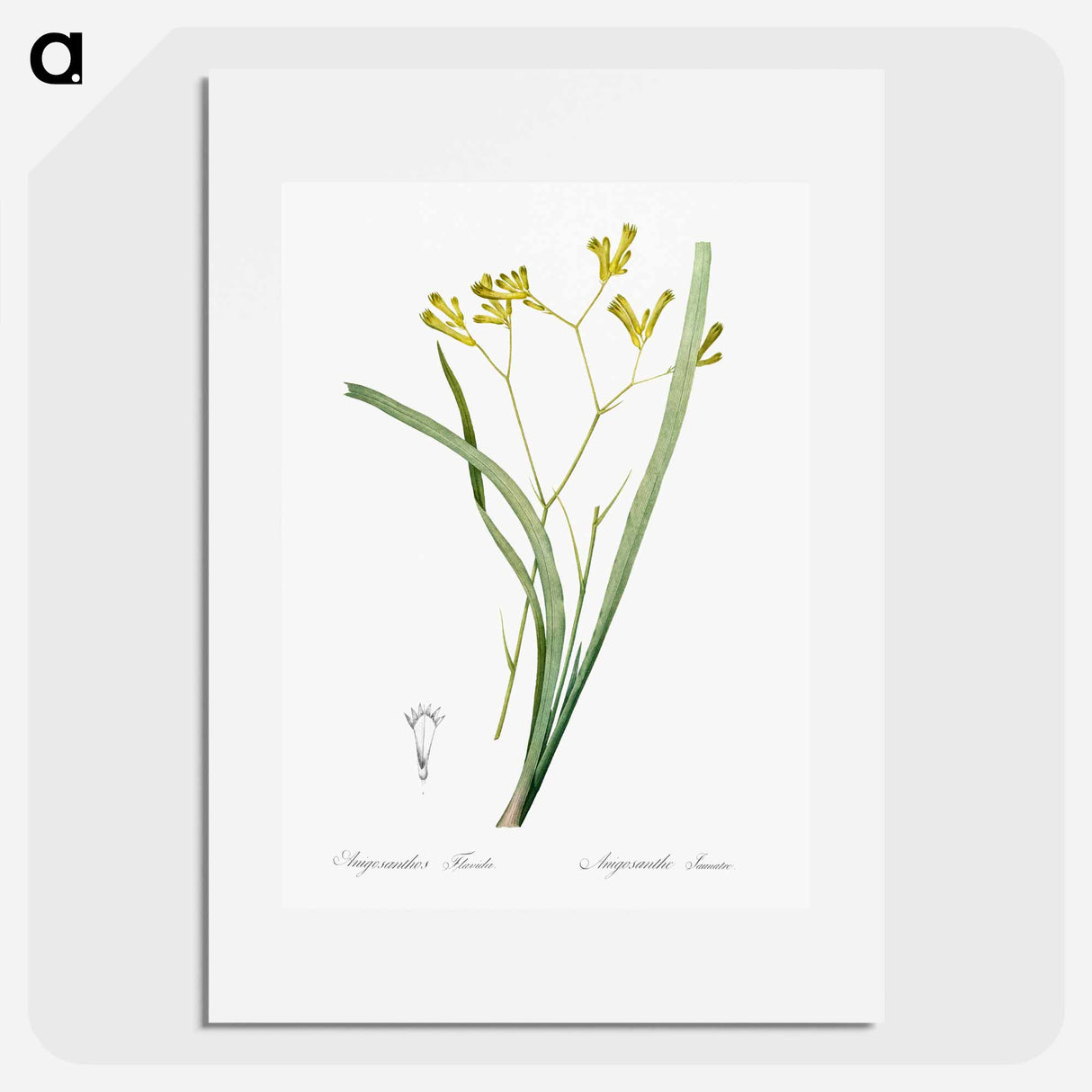 Anigozanthos flavida illustration - Pierre Joseph Redouté Poster.