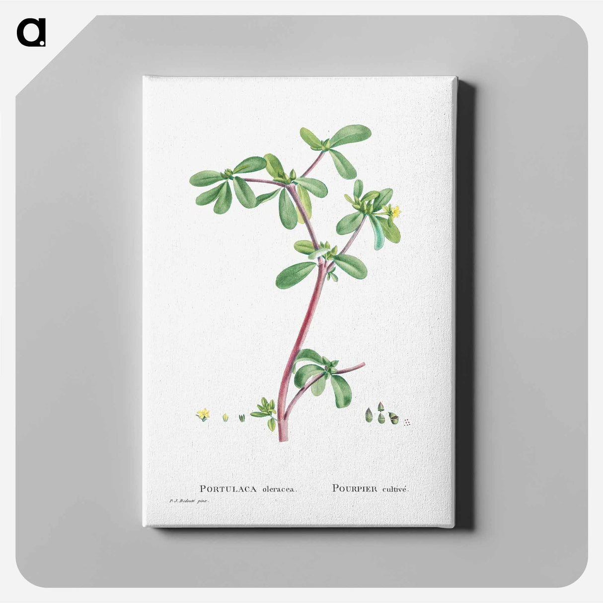 Portulaca Oleracea (Common Purslane) - ピエール ジョゼフ ルドゥーテ Canvas.