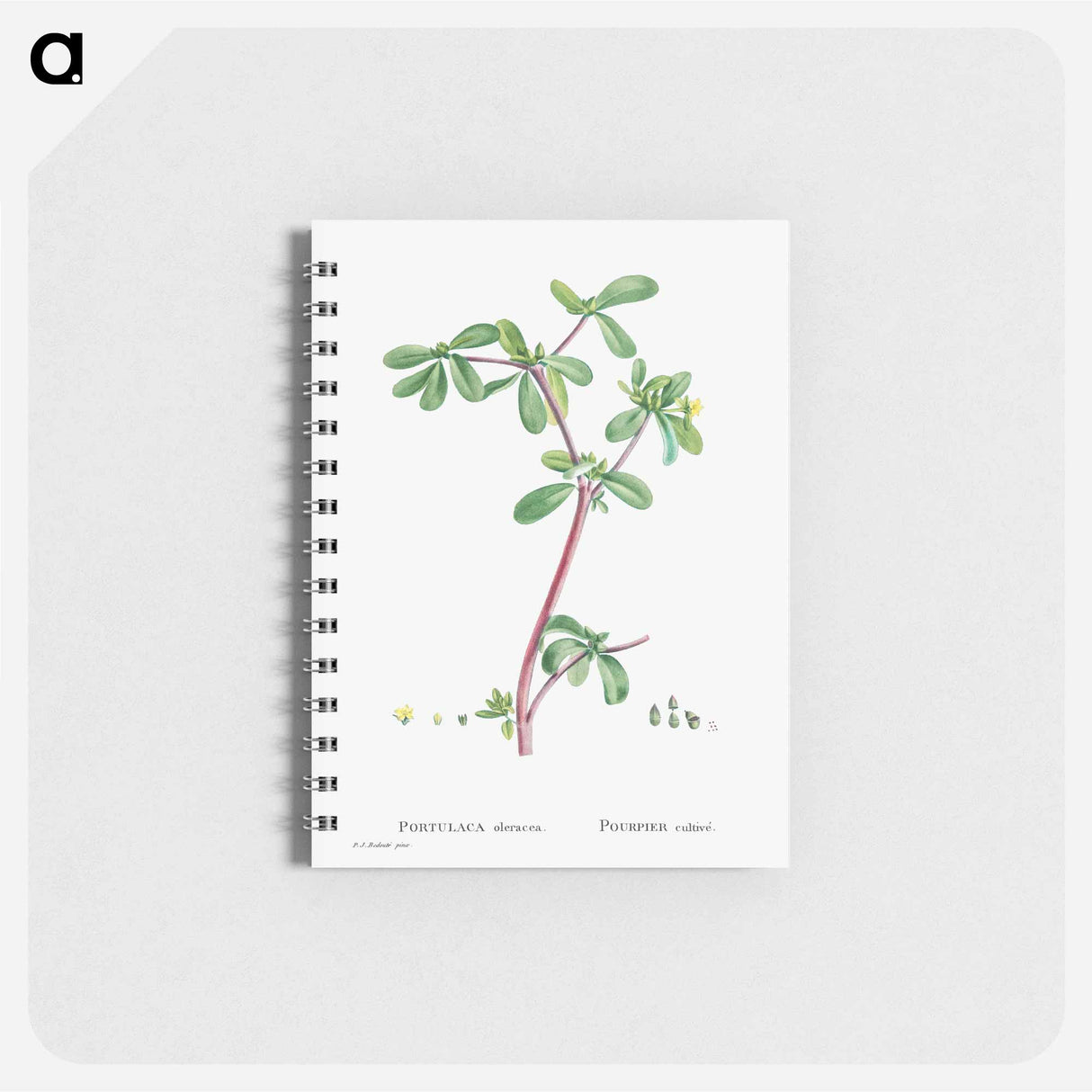 Portulaca Oleracea (Common Purslane) - ピエール ジョゼフ ルドゥーテ Memo.