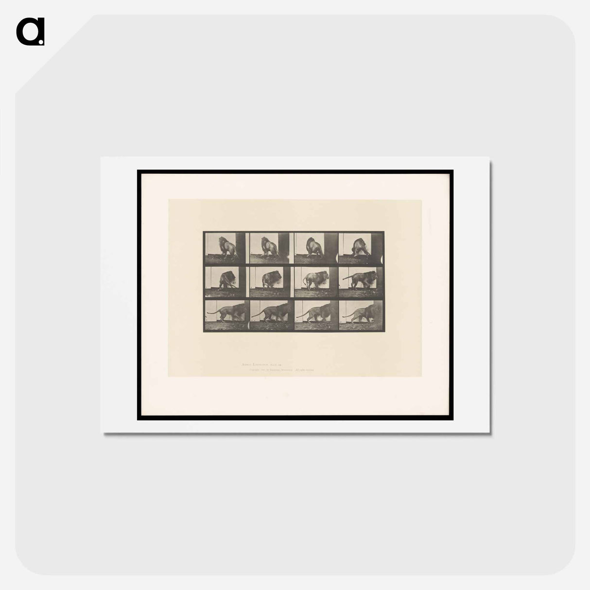 アートポストカード-Walking Lion
- エドワード マイブリッジ Postcard.