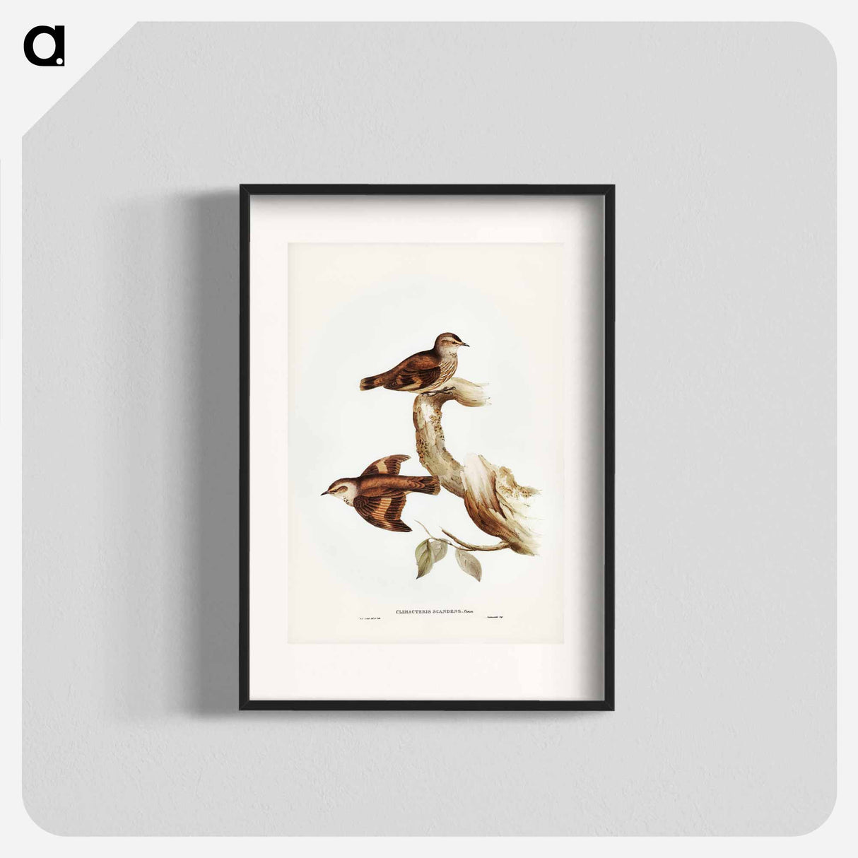 アートポスター-Brown Tree-Creeper
- ジョン グールド Poster.