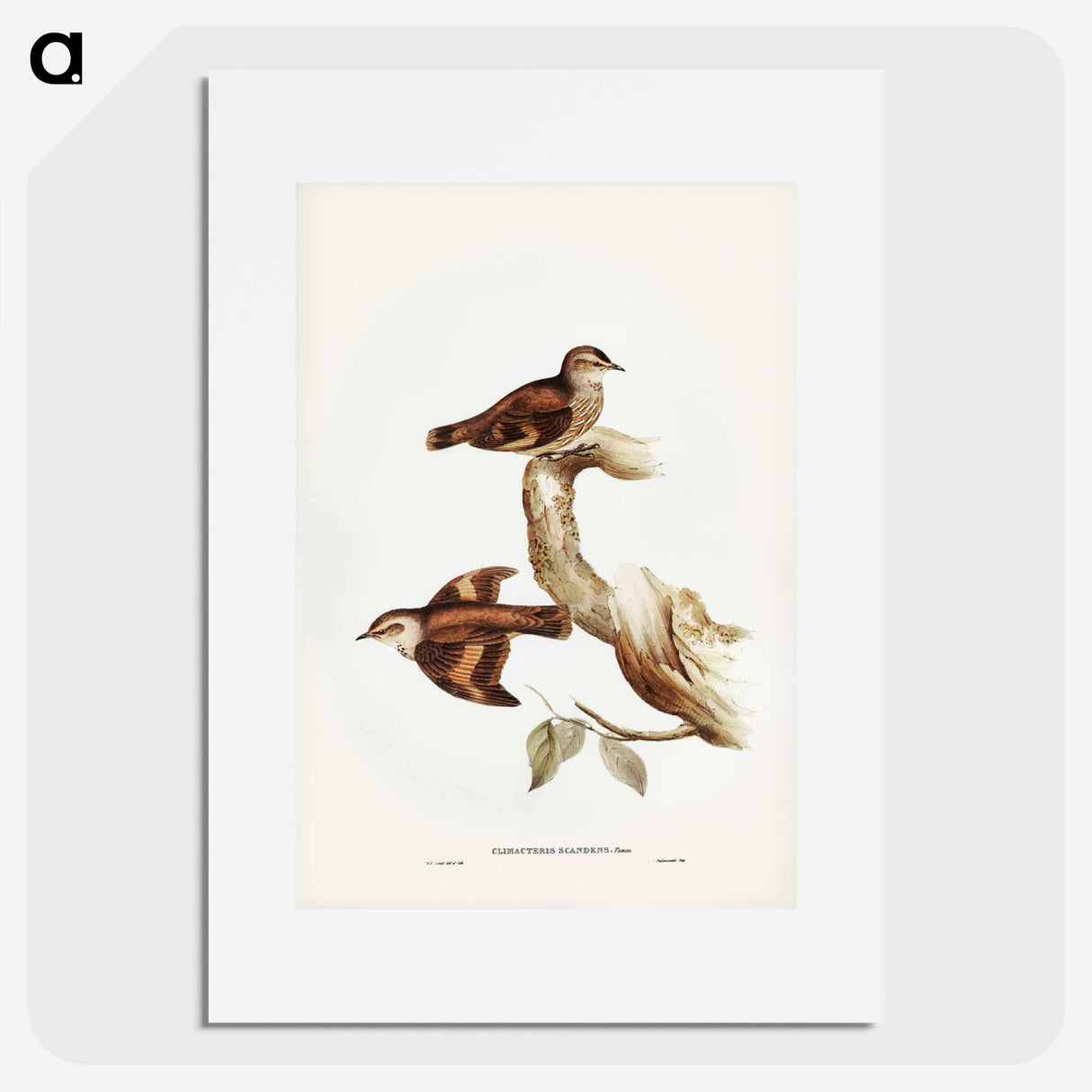 アートポスター-Brown Tree-Creeper
- ジョン グールド Poster.