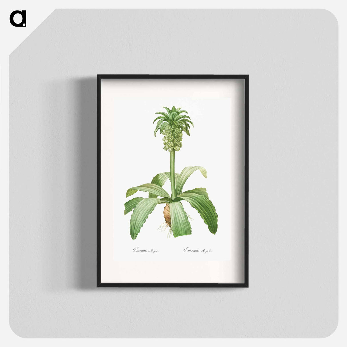 Eucomis regia - Pierre Joseph Redouté Poster.