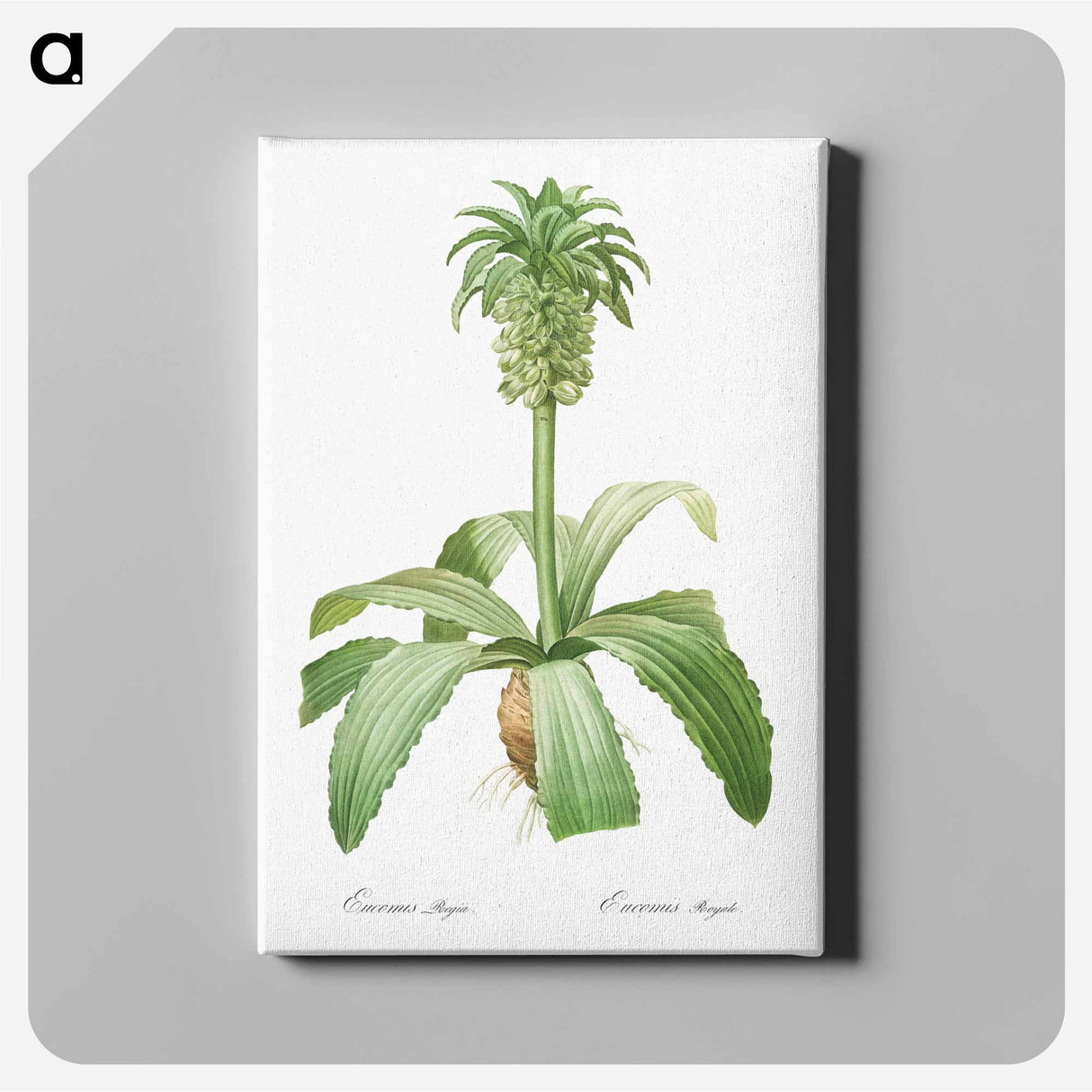 Eucomis regia - Pierre Joseph Redouté Canvas.