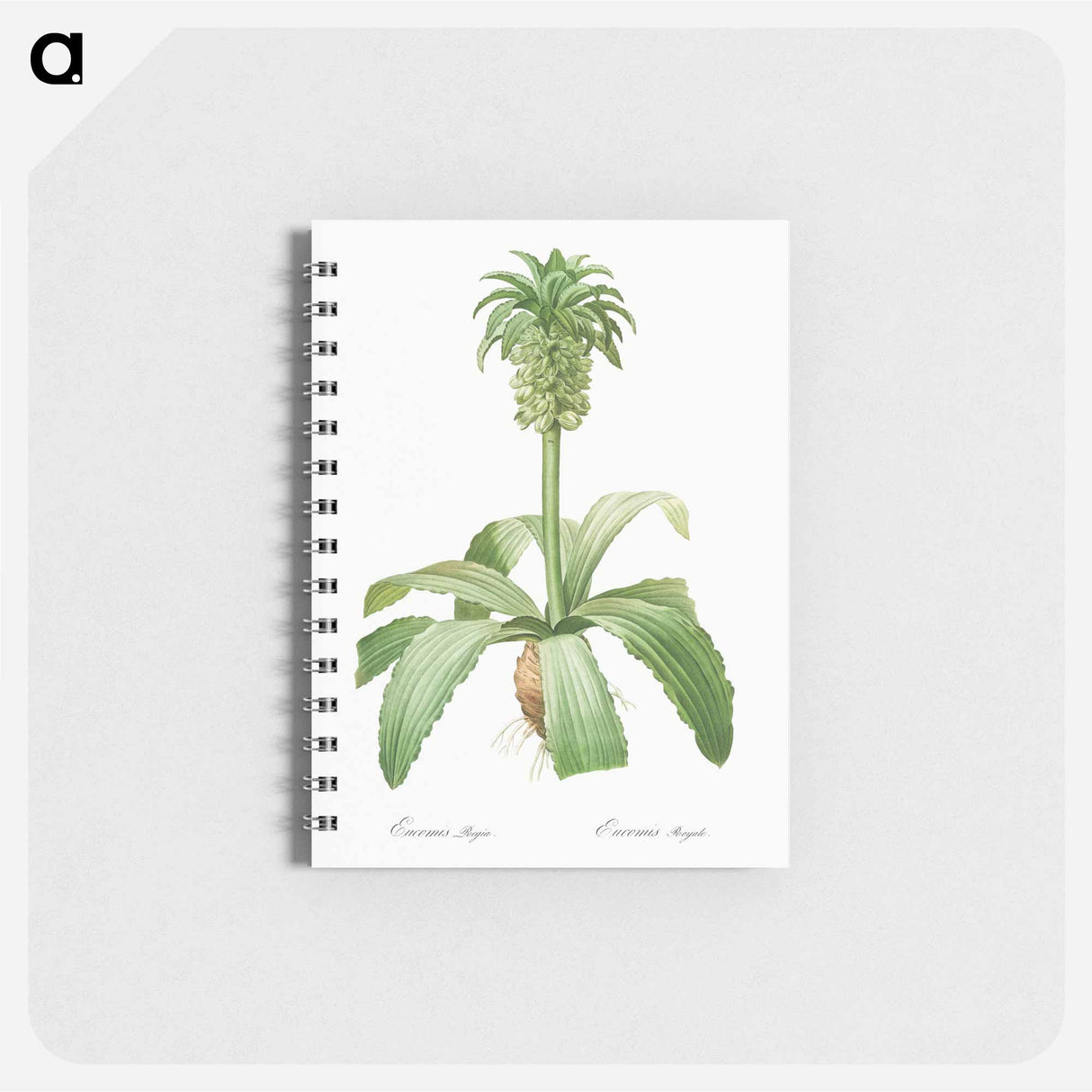 アートメモ帳-Eucomis regia - ピエール ジョゼフ ルドゥーテ Memo.