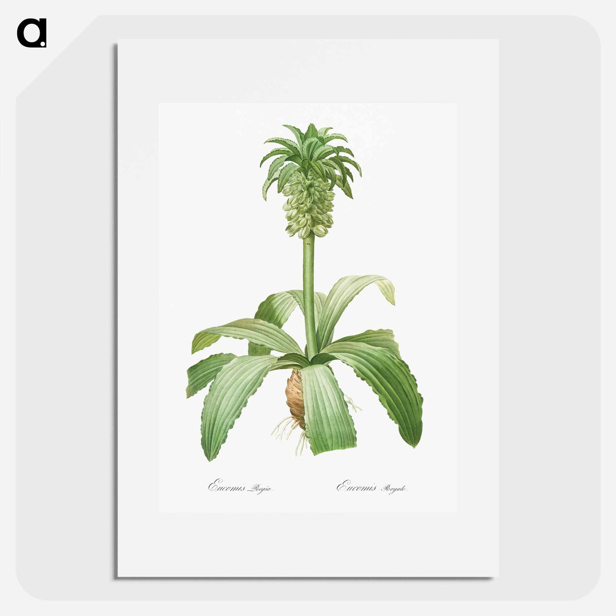 Eucomis regia - Pierre Joseph Redouté Poster.